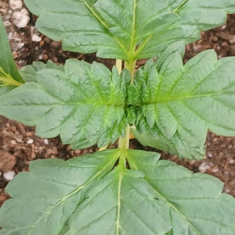 Purple bubba kush ×2 growlog timeline photo