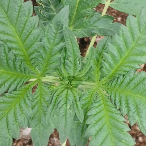 Purple bubba kush ×2 growlog timeline photo