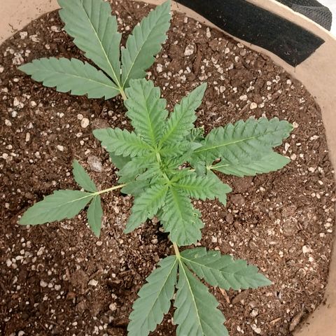 Purple bubba kush ×2 growlog timeline photo