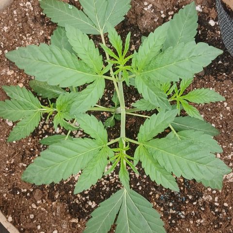 Ice dream cake seedsman seeds ×2 growlog timeline photo