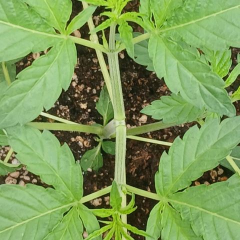 Ice dream cake seedsman seeds ×2 growlog timeline photo