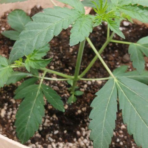 Ice dream cake seedsman seeds ×2 growlog timeline photo