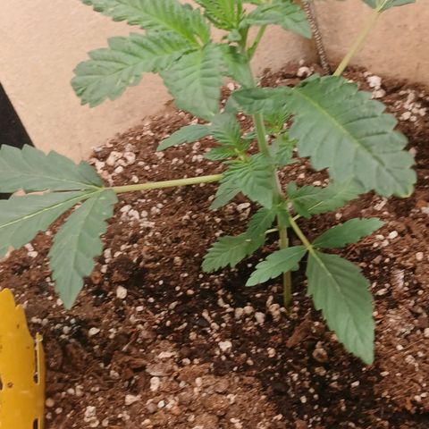 Purple bubba kush ×2 growlog timeline photo