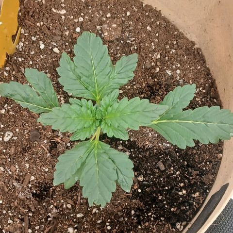 Purple bubba kush ×2 growlog timeline photo