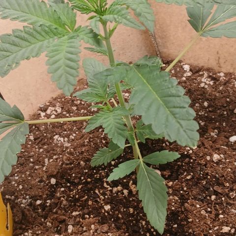 Purple bubba kush ×2 growlog timeline photo