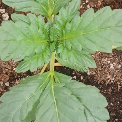 Purple bubba kush ×2 growlog timeline photo