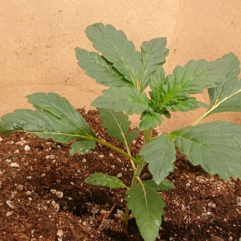 Purple bubba kush ×2 growlog timeline photo