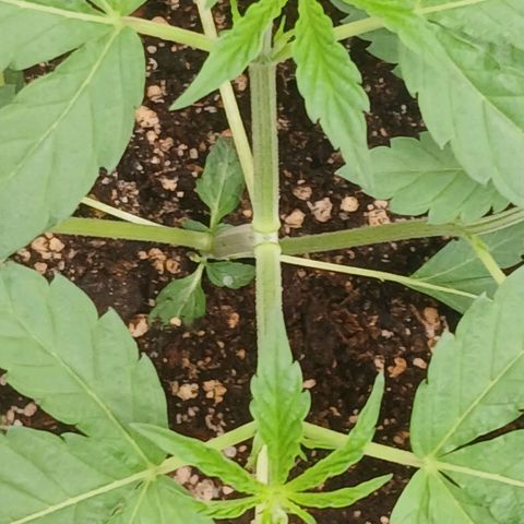 Ice dream cake seedsman seeds ×2 growlog timeline photo