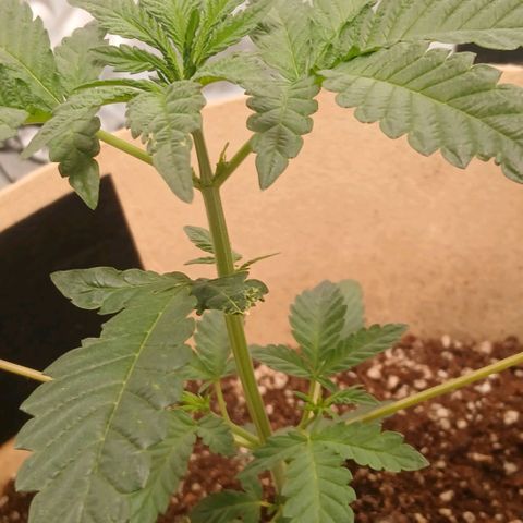 Purple bubba kush ×2 growlog timeline photo