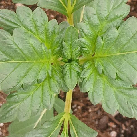 Purple bubba kush ×2 growlog timeline photo