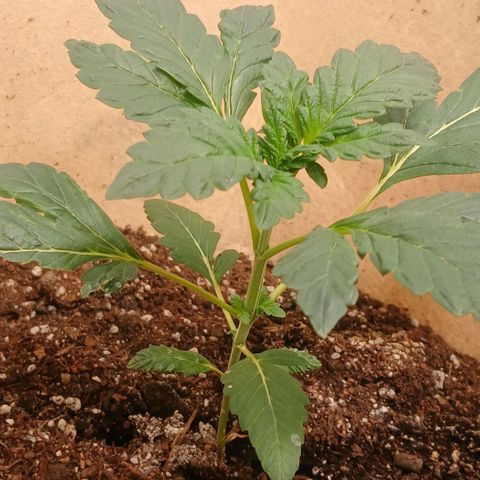 Purple bubba kush ×2 growlog timeline photo