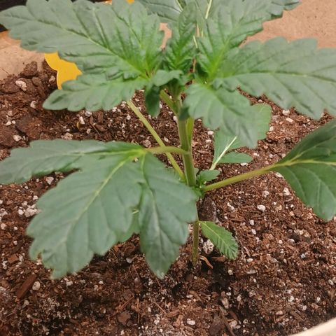 Purple bubba kush ×2 growlog timeline photo