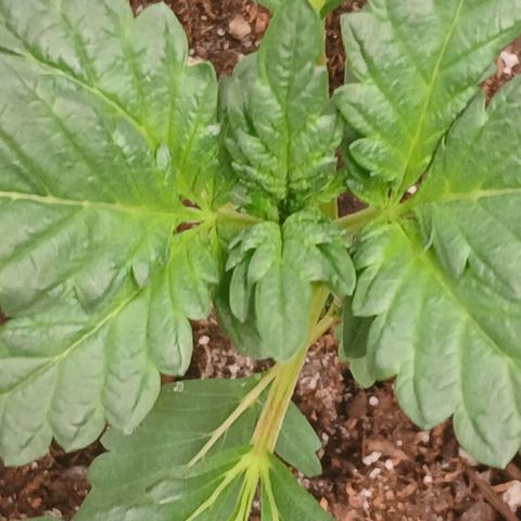 Purple bubba kush ×2 growlog timeline photo