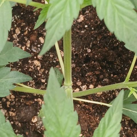 Ice dream cake seedsman seeds ×2 growlog timeline photo