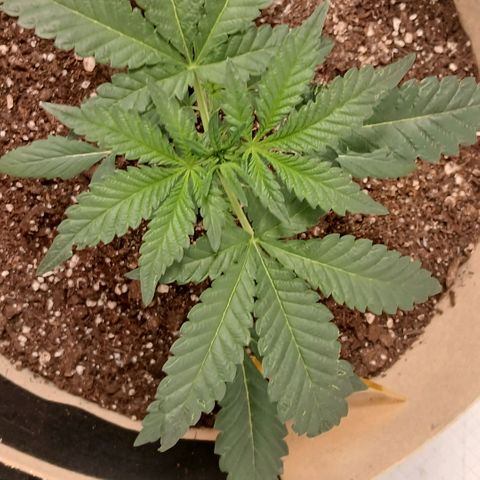 Purple bubba kush ×2 growlog timeline photo