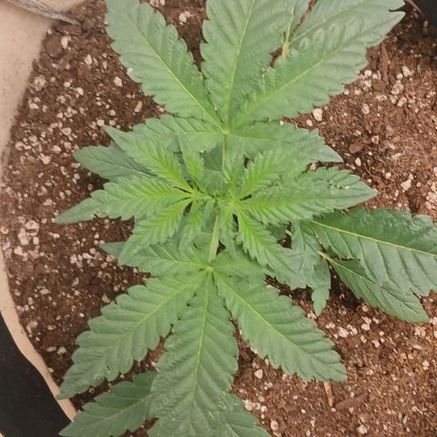 Purple bubba kush ×2 growlog timeline photo