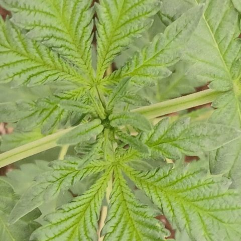 Purple bubba kush ×2 growlog timeline photo