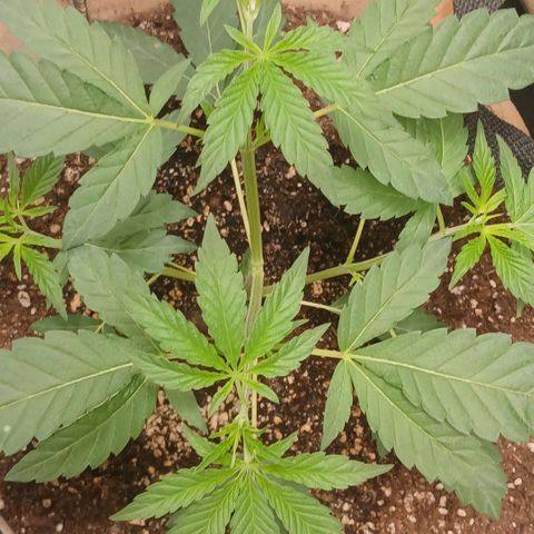 Ice dream cake seedsman seeds ×2 growlog timeline photo