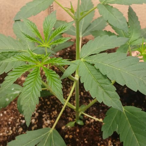 Ice dream cake seedsman seeds ×2 growlog timeline photo