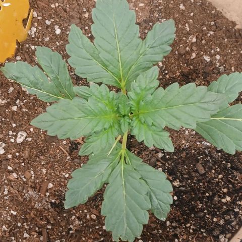 Purple bubba kush ×2 growlog timeline photo