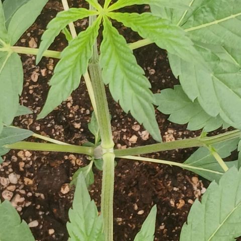 Ice dream cake seedsman seeds ×2 growlog timeline photo