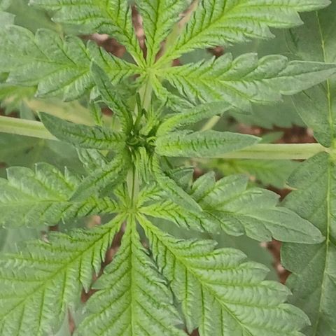 Purple bubba kush ×2 growlog timeline photo
