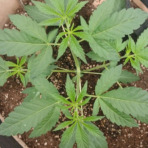 Ice dream cake seedsman seeds ×2 growlog timeline photo