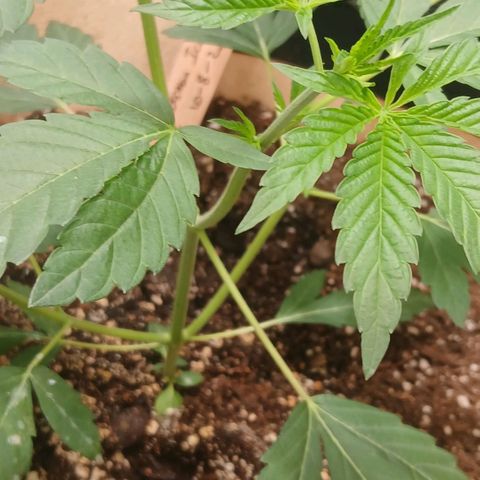 Ice dream cake seedsman seeds ×2 growlog timeline photo