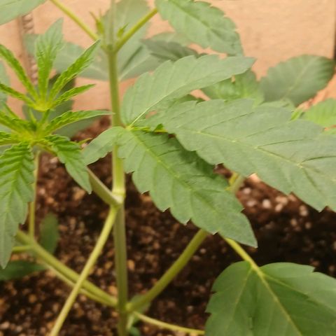 Ice dream cake seedsman seeds ×2 growlog timeline photo