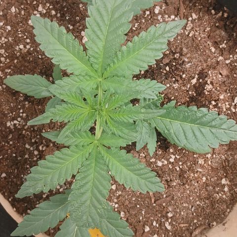Purple bubba kush ×2 growlog timeline photo
