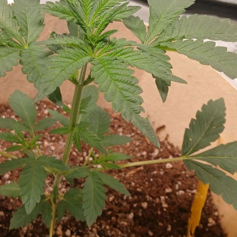 Purple bubba kush ×2 growlog timeline photo