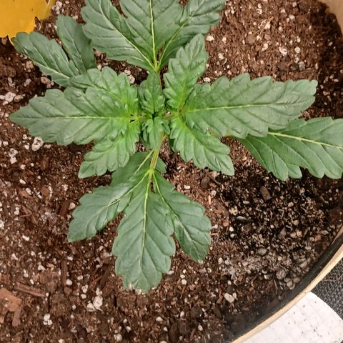 Purple bubba kush ×2 growlog timeline photo