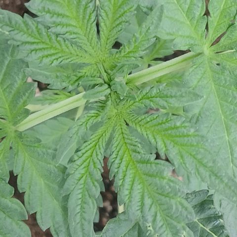 Purple bubba kush ×2 growlog timeline photo