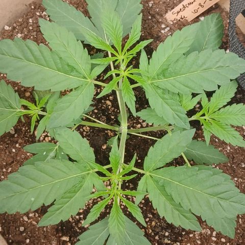 Ice dream cake seedsman seeds ×2 growlog timeline photo