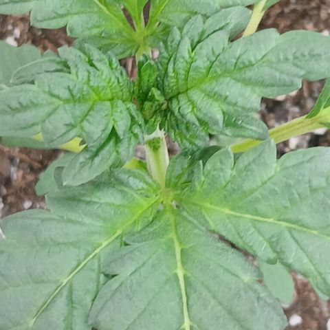 Purple bubba kush ×2 growlog timeline photo
