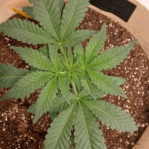 Purple bubba kush ×2 growlog timeline photo