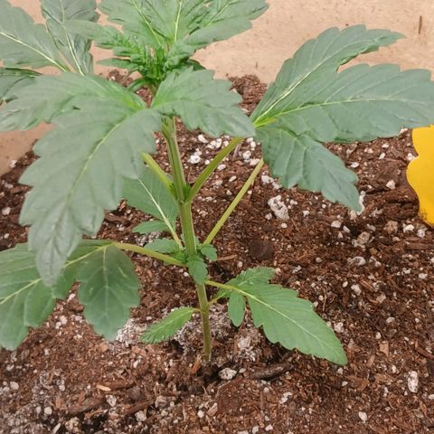 Purple bubba kush ×2 growlog timeline photo