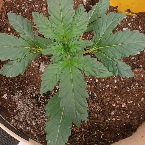 Purple bubba kush ×2 growlog timeline photo