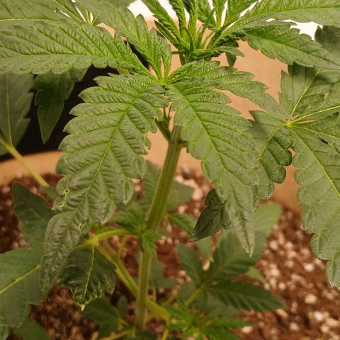 Purple bubba kush ×2 growlog timeline photo