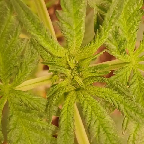 Purple bubba kush ×2 growlog timeline photo