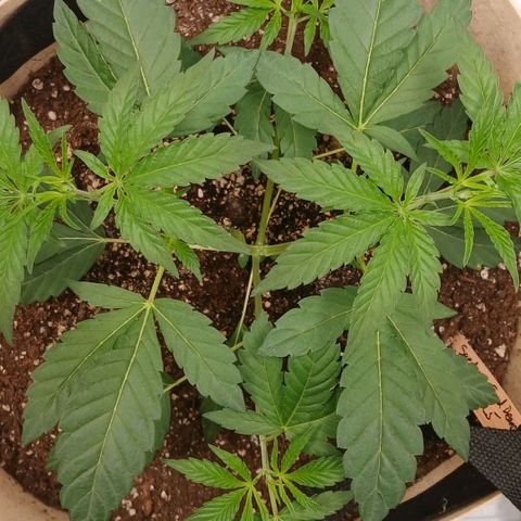 Ice dream cake seedsman seeds ×2 growlog timeline photo