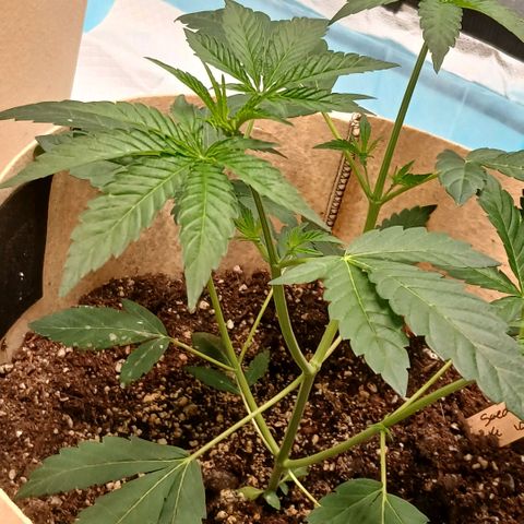 Ice dream cake seedsman seeds ×2 growlog timeline photo