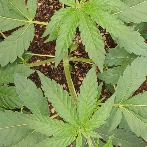 Ice dream cake seedsman seeds ×2 growlog timeline photo