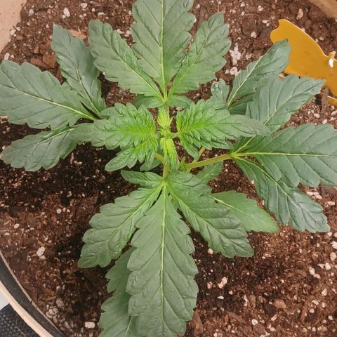 Purple bubba kush ×2 growlog timeline photo