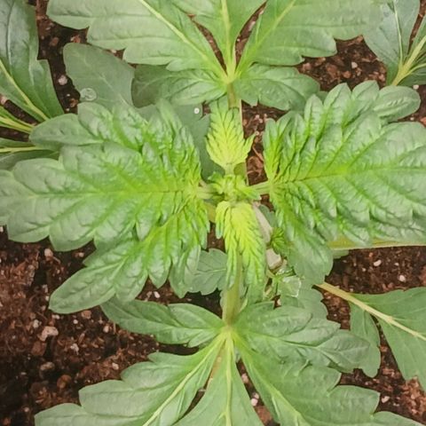Purple bubba kush ×2 growlog timeline photo