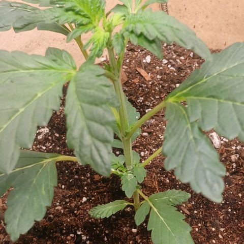 Purple bubba kush ×2 growlog timeline photo
