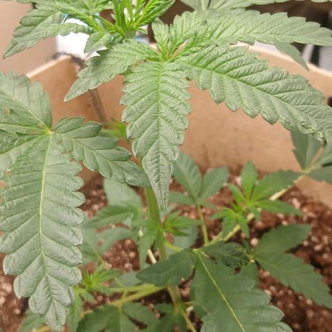 Purple bubba kush ×2 growlog timeline photo