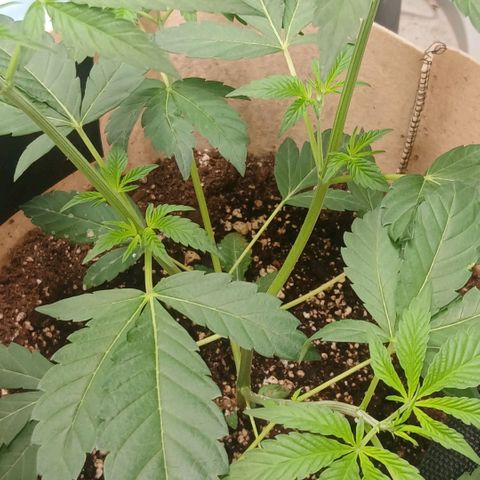 Ice dream cake seedsman seeds ×2 growlog timeline photo