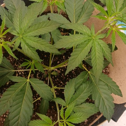 Ice dream cake seedsman seeds ×2 growlog timeline photo