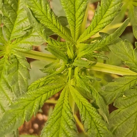 Purple bubba kush ×2 growlog timeline photo